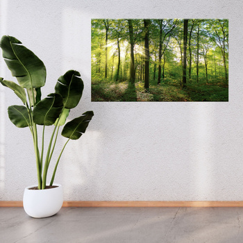Leinwanddruck Sonne, Wald, Bäume, Lichtstrahlen, 120x70 cm