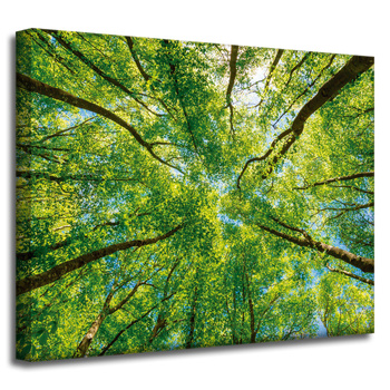 Leinwandgemälde Bäume Blätter Natur Wald Frühling 50x40 cm