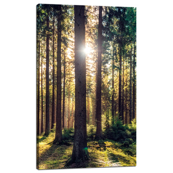 Leinwanddruck Wald Sonne Bäume Frühlingsmorgen 60x100 cm
