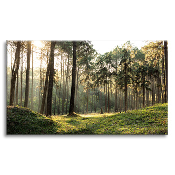 Leinwanddruck Wald Bäume Sonne Natur 90x60 cm