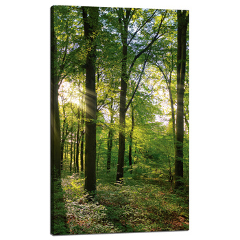 Leinwanddruck Sonne, Wald, Bäume, Lichtstrahlen, 60x100 cm