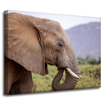 Leinwandgemälde Tiere Elefant_2 40x30 cm