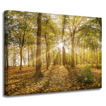 Leinwandgemälde Sonne zwischen Bäumen im Wald 40x30 cm