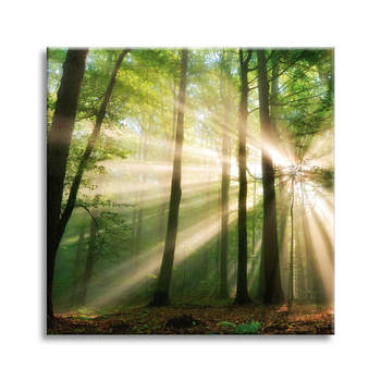 Leinwandgemälde Sonne im Wald Bäume Natur 40X40 cm