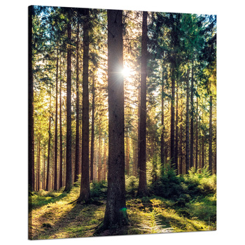 Leinwanddruck Wald Sonne Bäume Frühlingsmorgen 80x100 cm