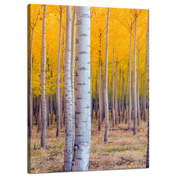 Leinwandgemälde Birken in herbstlichen gelben Blättern 50x70 cm