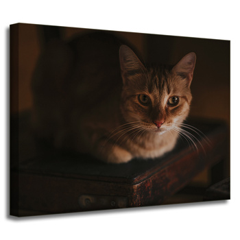 Leinwandgemälde Tiere Katze 40x30 cm