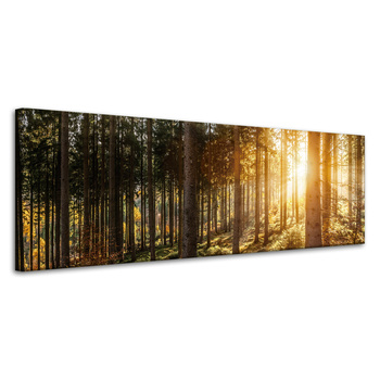Leinwandgemälde Birken Bäume Sonnenmorgen 120x40 cm
