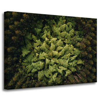 Leinwandgemälde Naturbäume aus der Vogelperspektive 70x50