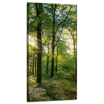 Leinwanddruck Sonne, Wald, Bäume, Lichtstrahlen, 40x80 cm
