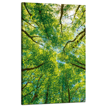 Leinwandgemälde Bäume Blätter Natur Wald Frühling 50x80 cm