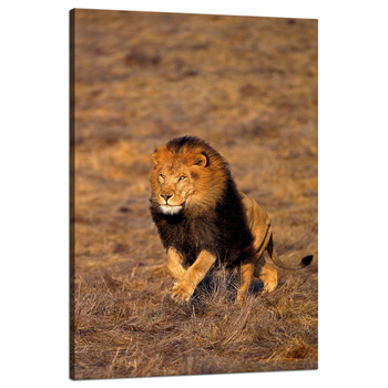 Leinwandgemälde Laufender Löwe in der Savannah-Natur 80x120 cm