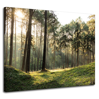 Leinwanddruck Wald Bäume Sonne Natur 100x80 cm