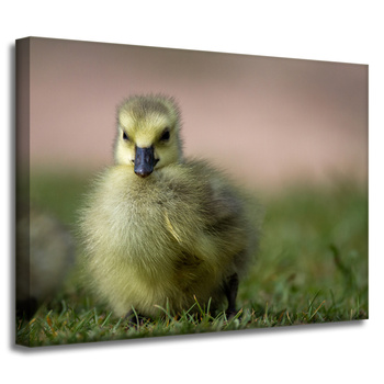Leinwanddruck Tiere Ente 40x30 cm