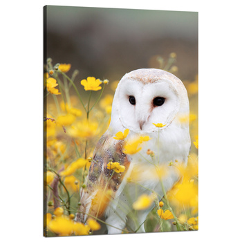 Leinwandgemälde Weiße Eule Blumen Natur Wiese 80x120