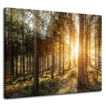 Leinwandgemälde Birken Bäume Sonnenmorgen 100x80 cm