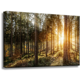 Leinwandgemälde Birken Bäume Sonnenmorgen 60x40 cm
