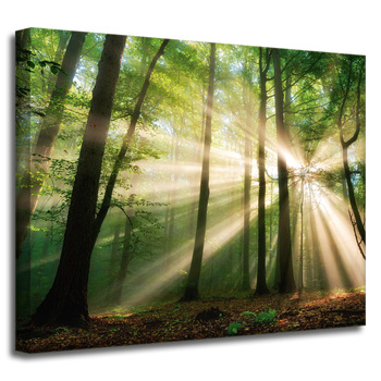 Leinwandgemälde Sonne im Wald Bäume Natur 50x40 cm