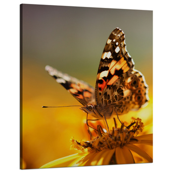 Leinwandgemälde Tiere Schmetterling auf einer Blume 80x100