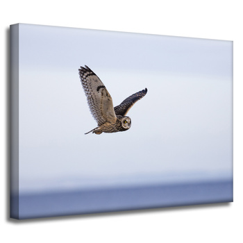 Leinwanddruck Tiere Eule 40x30 cm