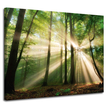 Leinwandgemälde Sonne im Wald Bäume Natur 100x80 cm