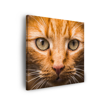 Leinwandgemälde Katzengesicht Nahaufnahme 90x90