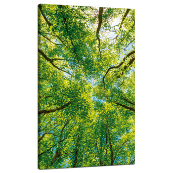 Leinwandgemälde Bäume Blätter Natur Wald Frühling 70x120 cm