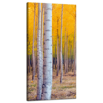 Leinwandgemälde Birken in herbstlichen gelben Blättern 40x80 cm