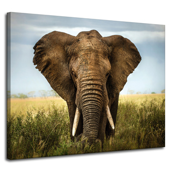 Leinwandgemälde Elefant im hohen Gras Afrika 100x80 cm