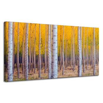 Leinwandgemälde Birken in herbstlichen gelben Blättern 120x60 cm
