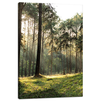Leinwanddruck Wald Bäume Sonne Natur 40x60 cm