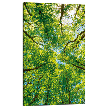Leinwandgemälde Bäume Blätter Natur Wald Frühling 60x100 cm