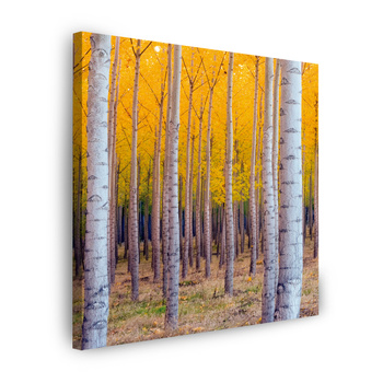 Leinwandgemälde Birken in herbstlichen gelben Blättern 40X40 cm