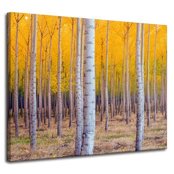 Leinwandgemälde Birken in herbstlichen gelben Blättern 100x80 cm