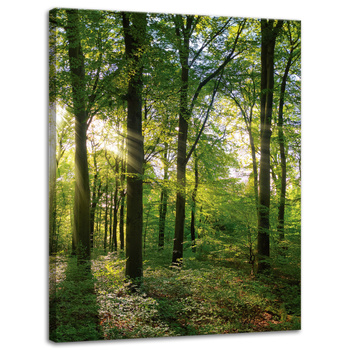 Leinwanddruck Sonne, Wald, Bäume, Lichtstrahlen, 30x40 cm