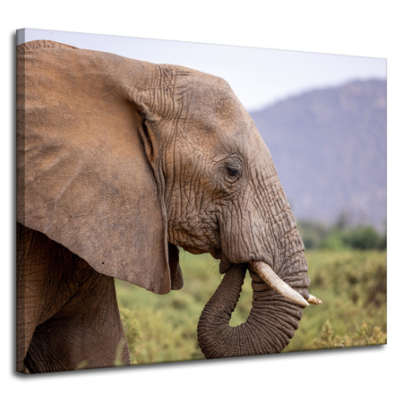 Leinwandgemälde Tiere Elefant_2 100x80 cm