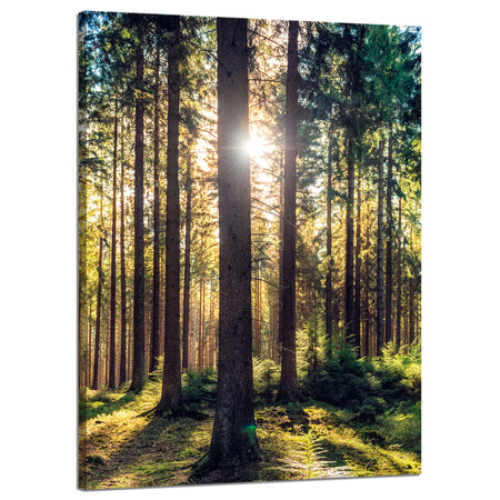Leinwanddruck Wald Sonne Bäume Frühlingsmorgen 50x70 cm
