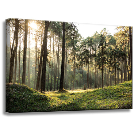 Leinwanddruck Wald Bäume Sonne Natur 60x40 cm