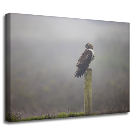 Leinwandgemälde Tiere Falke 40x30 cm