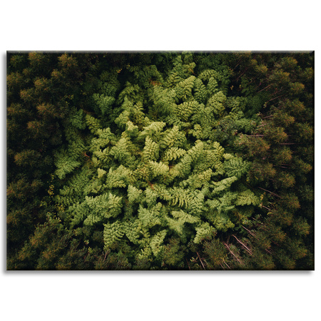 Leinwandgemälde Naturbäume aus der Vogelperspektive 70x50