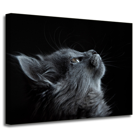 Leinwandgemälde Tiere Katze 40x30 cm