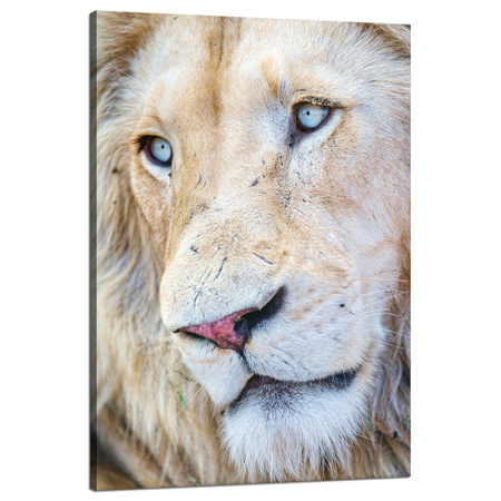 Leinwandgemälde Helles Löwengesicht Blaue Augen 80x120 cm