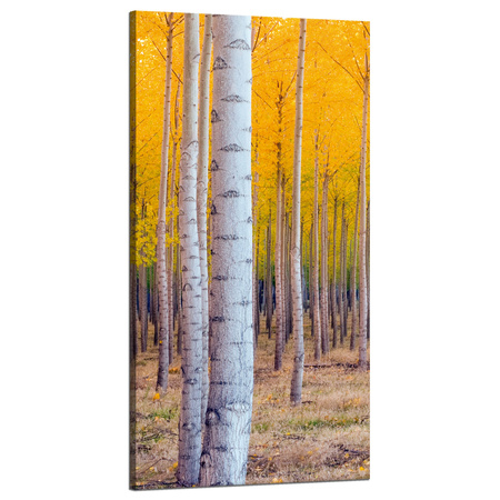 Leinwandgemälde Birken in herbstlichen gelben Blättern 60x120 cm