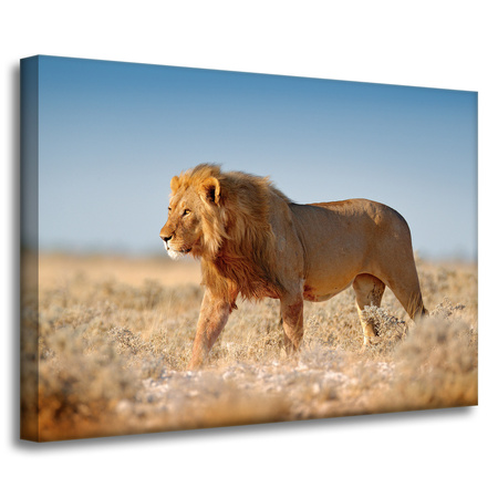 Leinwandgemälde Löwe geht auf dem Savannengras 70x50 cm