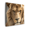 Bild auf Leinwand Schrecklicher schöner Löwe Helligkeit Tier 50X50 cm