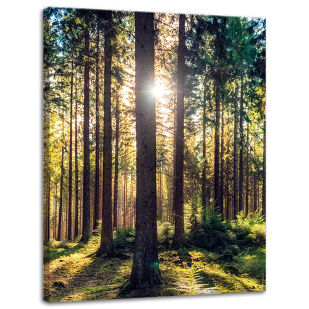 Leinwanddruck Wald Sonne Bäume Frühlingsmorgen 30x40 cm