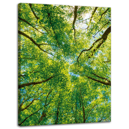 Leinwandgemälde Bäume Blätter Natur Wald Frühling 30x40 cm