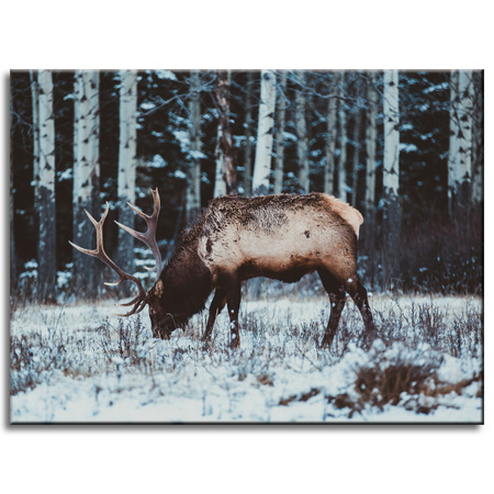 Leinwanddruck Tiere Kanadischer Hirsch 40x30 cm