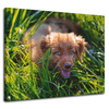 Leinwanddruck Tiere Hund im Gras 100x80 cm