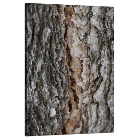 Leinwandgemälde Natur Baumrinde 80x120